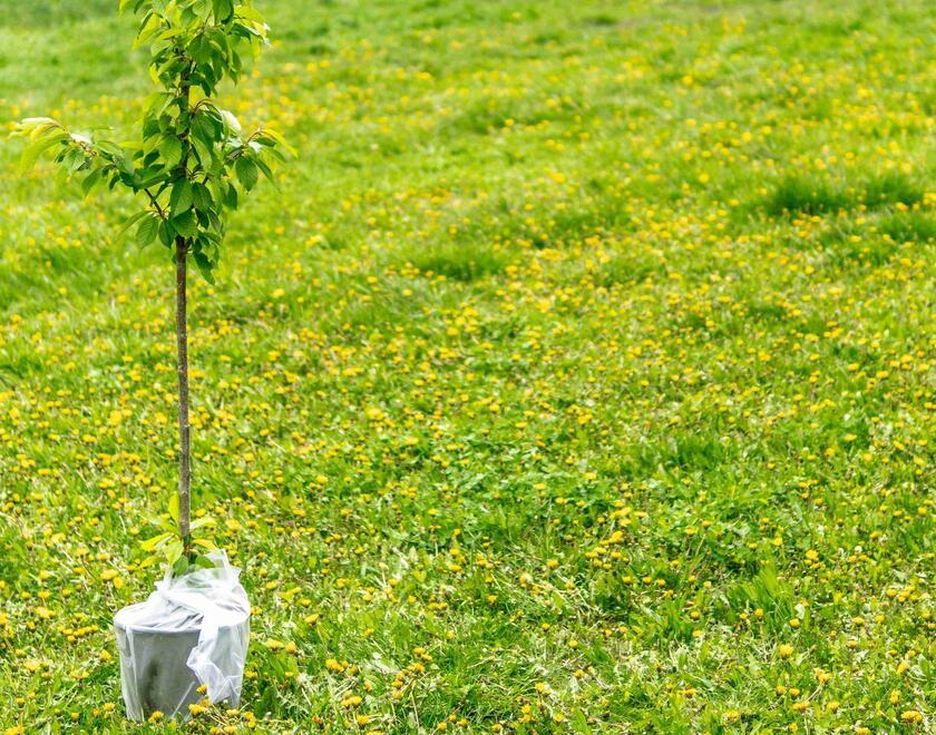 Tu b'Shevat tree planting
