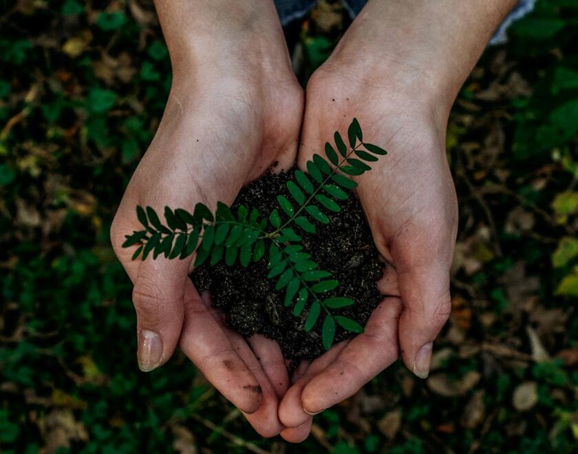 Hands holding a plant