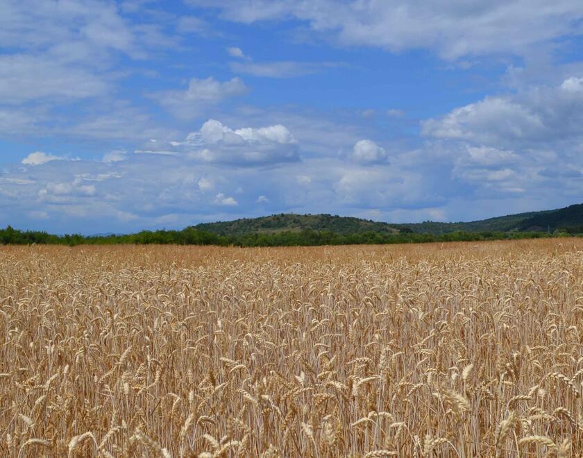 Wheat field in Ukraine