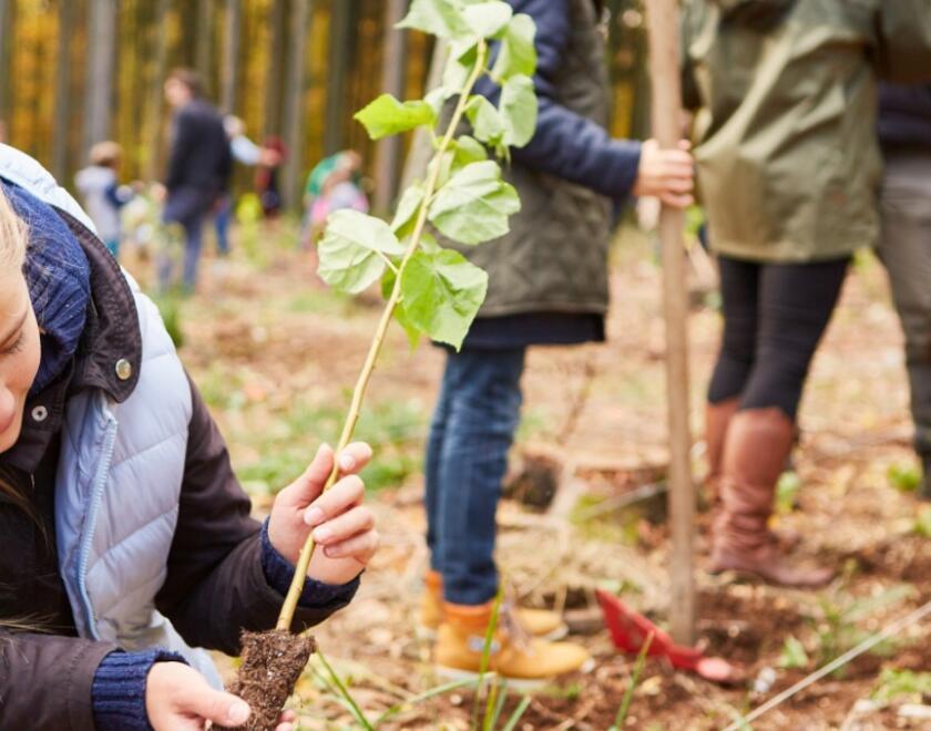 Young people planting trees